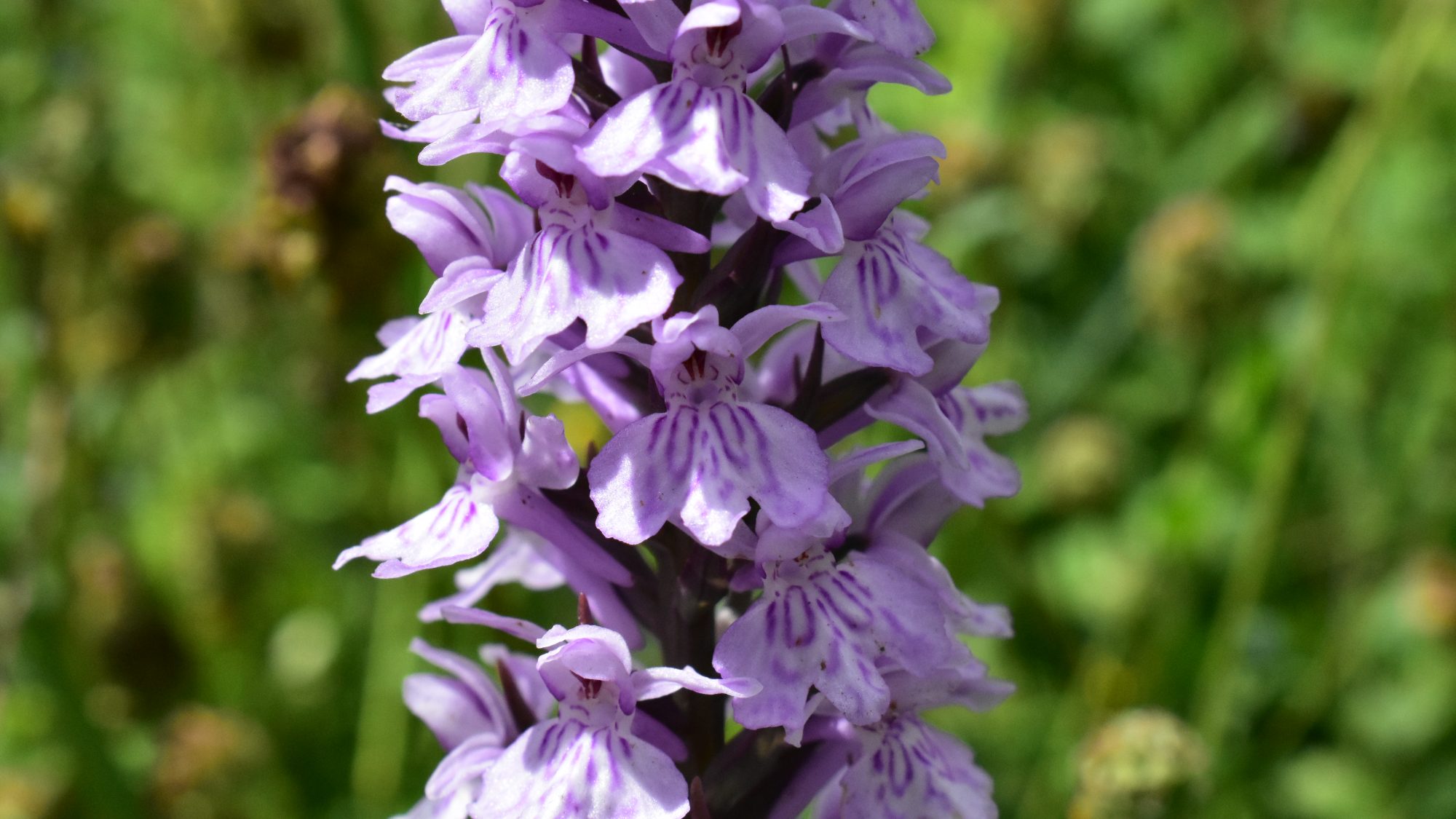 Dactylorhiza fuchsii