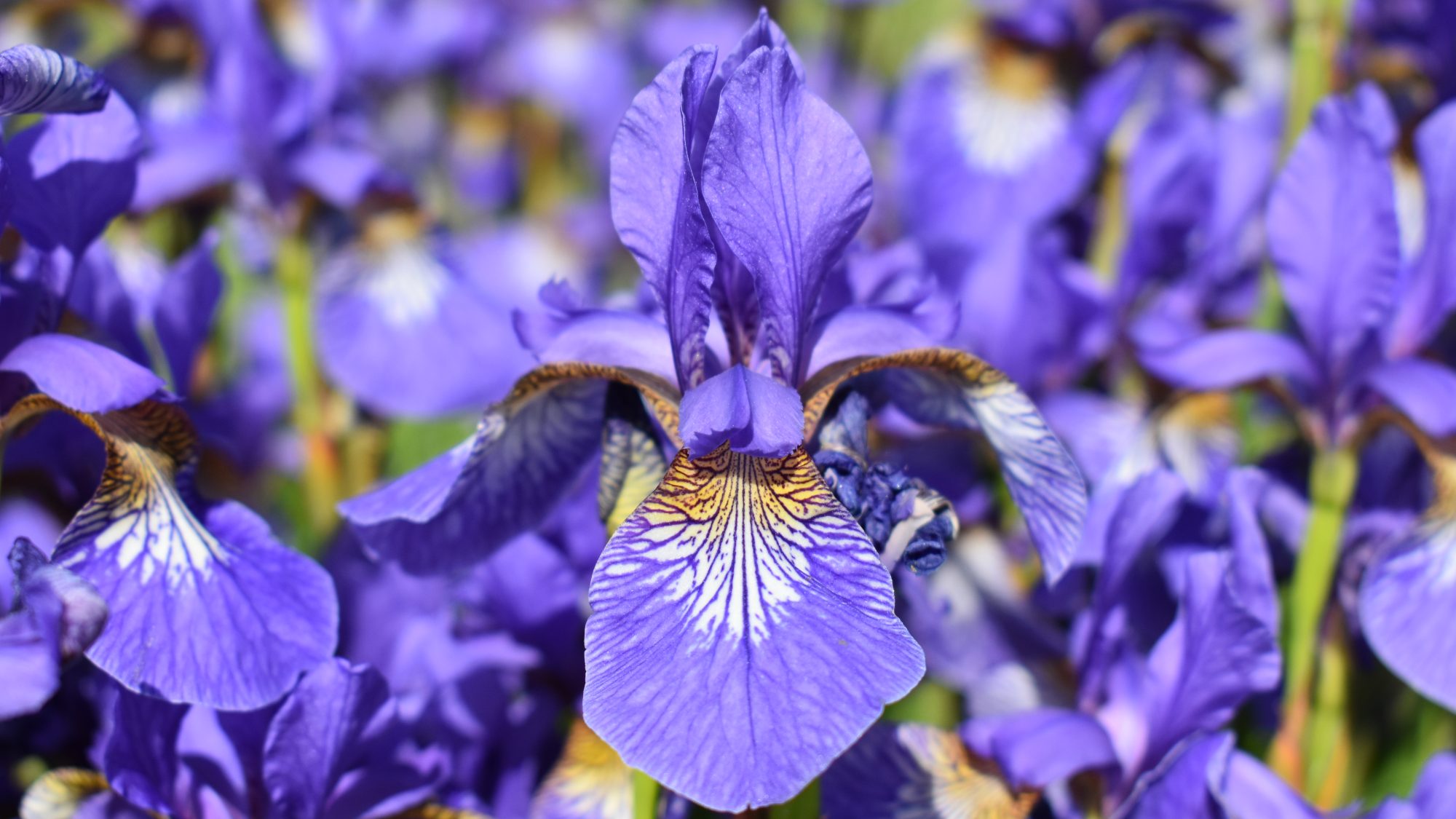 Iris sibirica 'Tycoon'