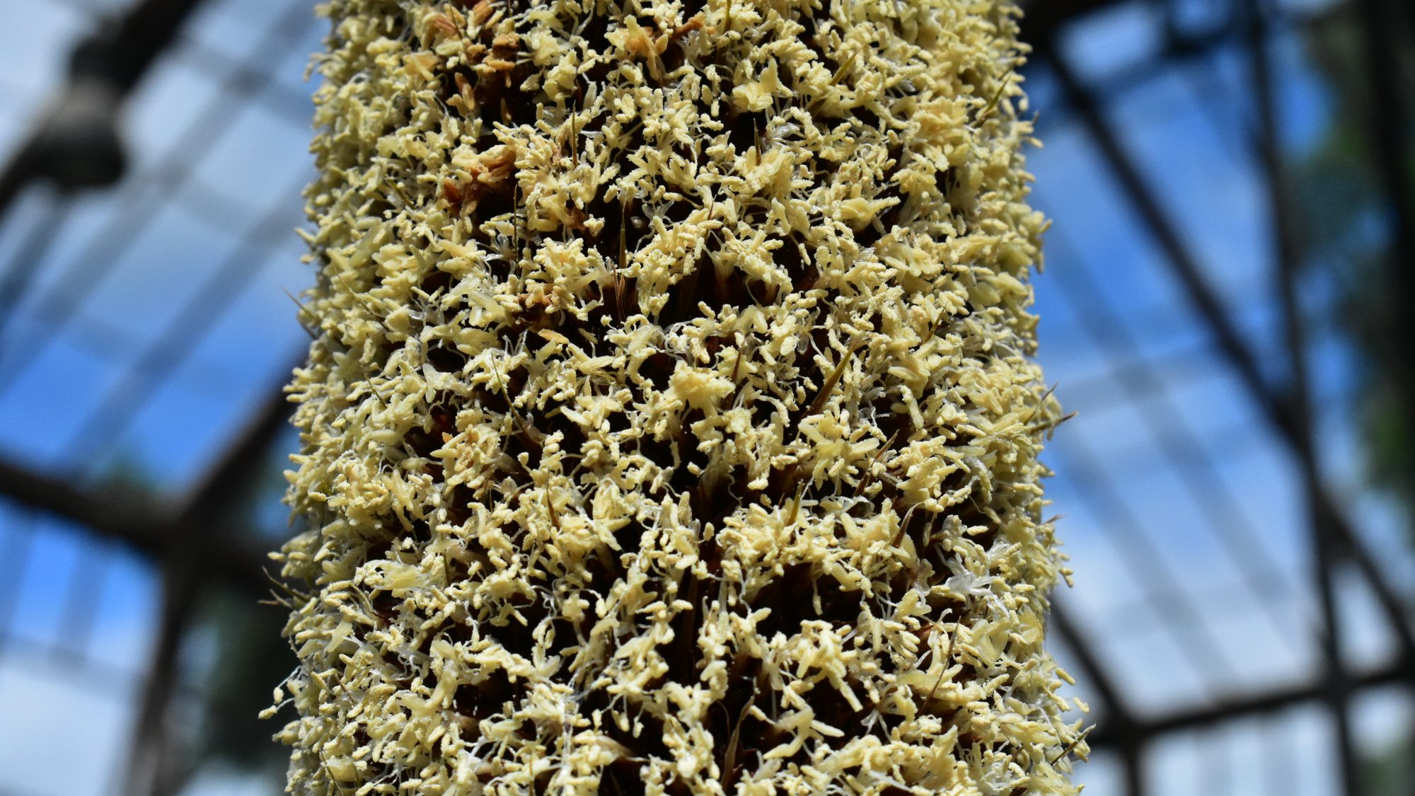 Xanthorrhoea glauca