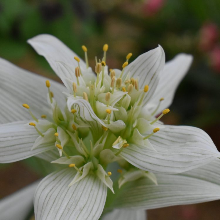 Colchicum striatum
