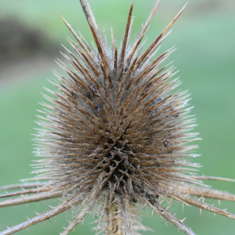 Dipsacus ferox