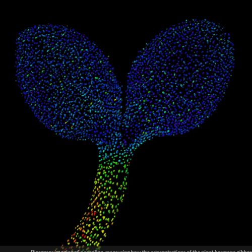 Putting Plants Under the Microscope