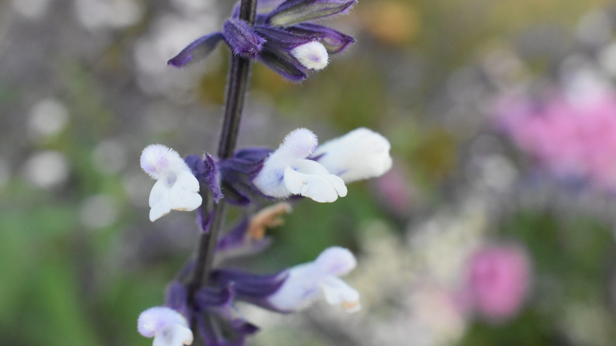 Salvia 'Waverly'