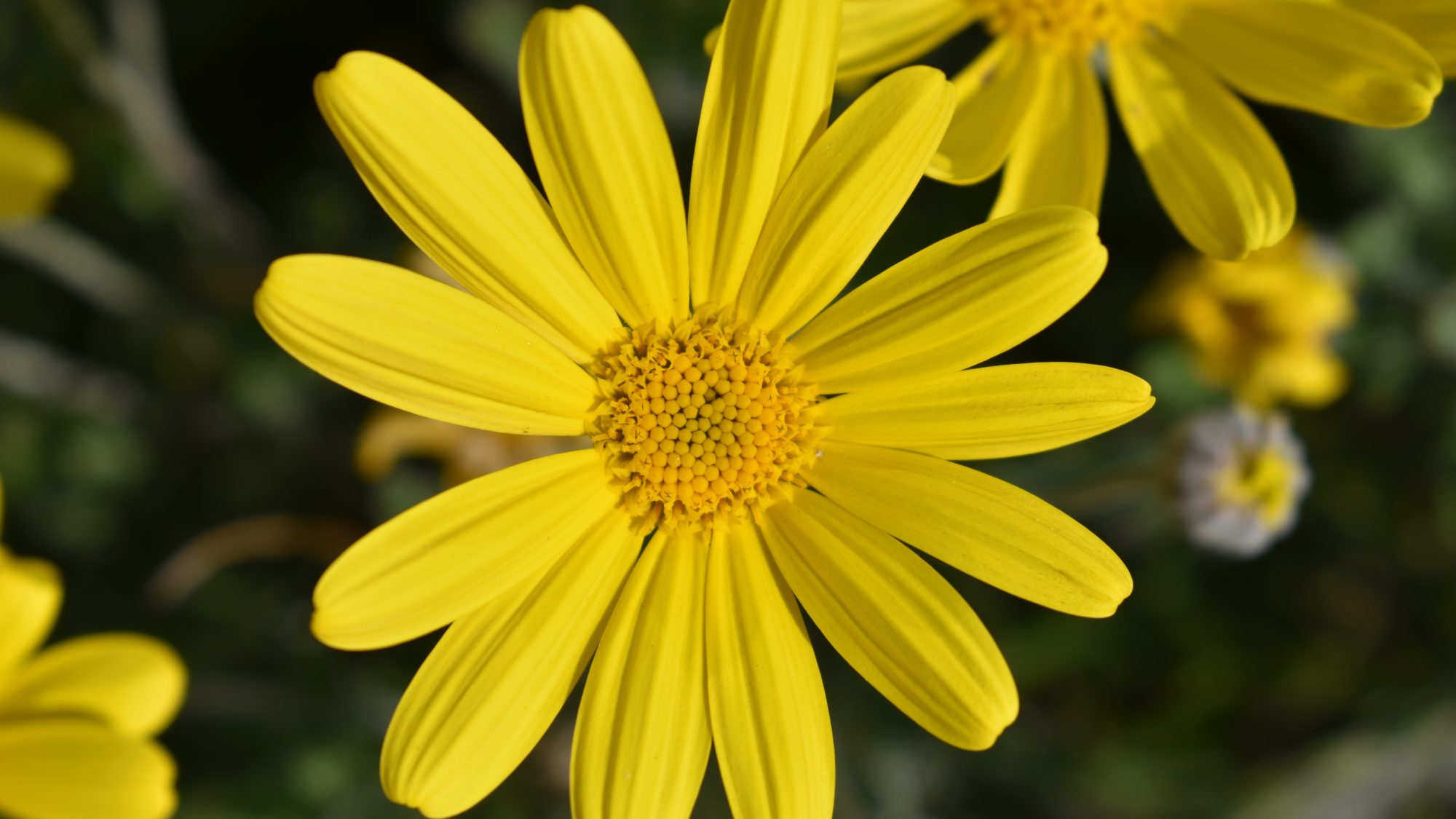 Euryops pectinatus