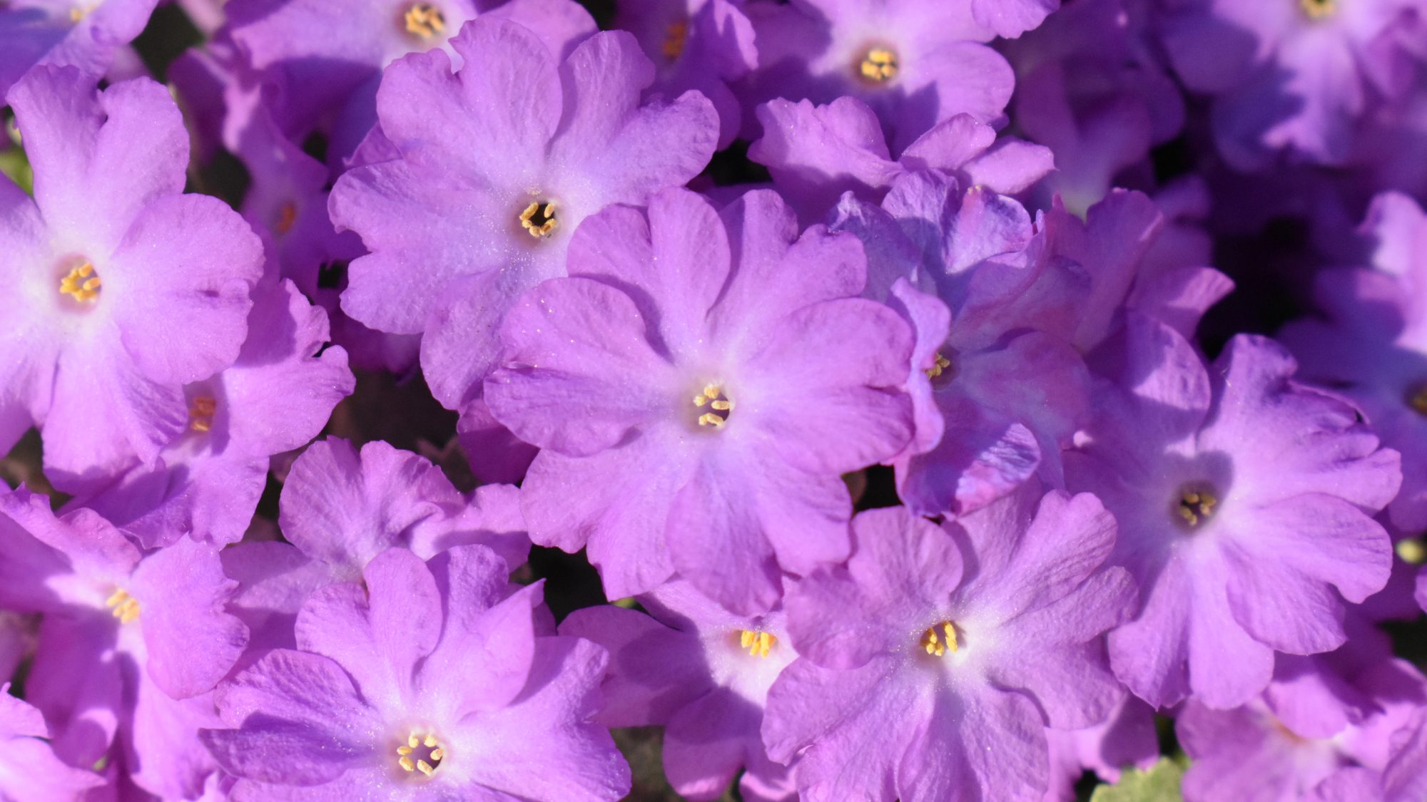 Primula allionii