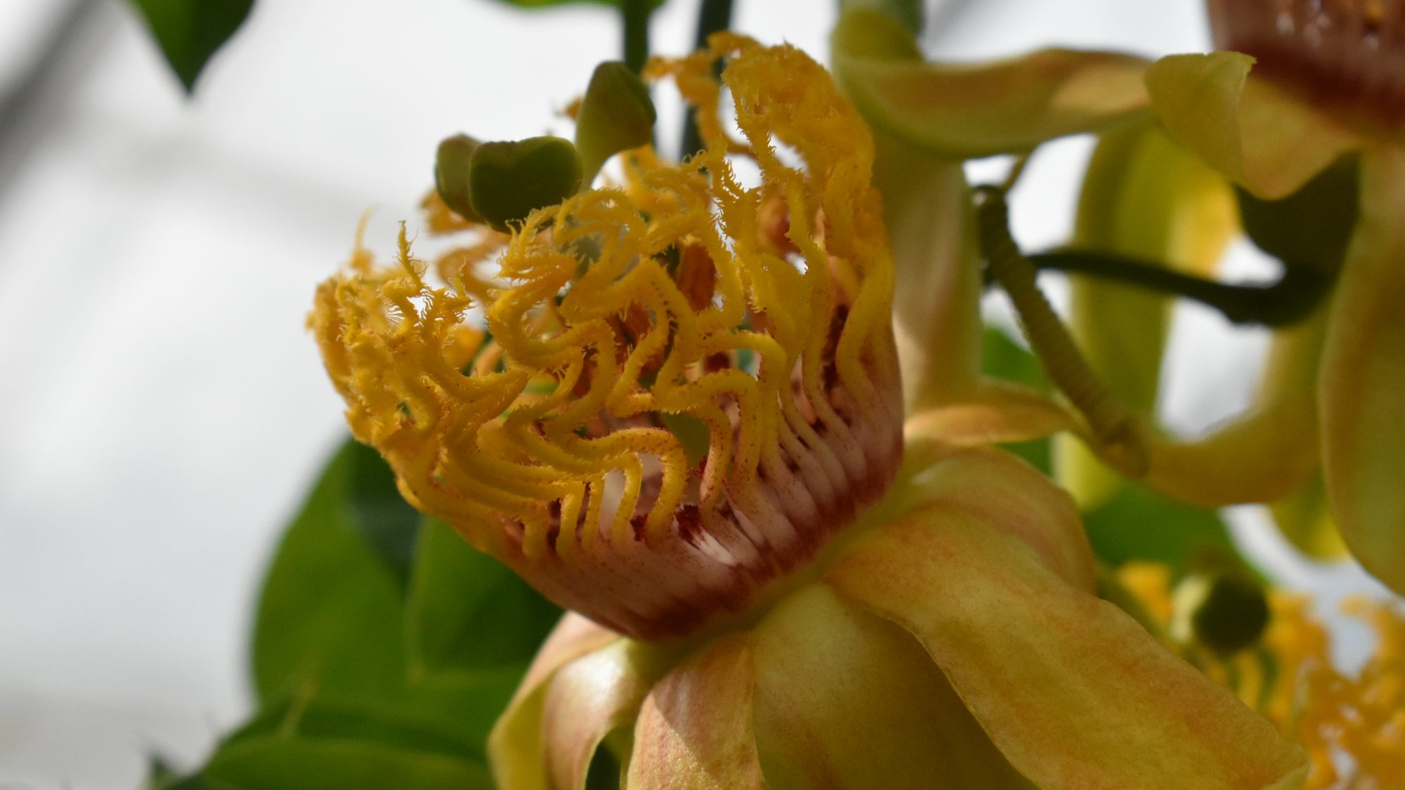 Passiflora cirrhiflora