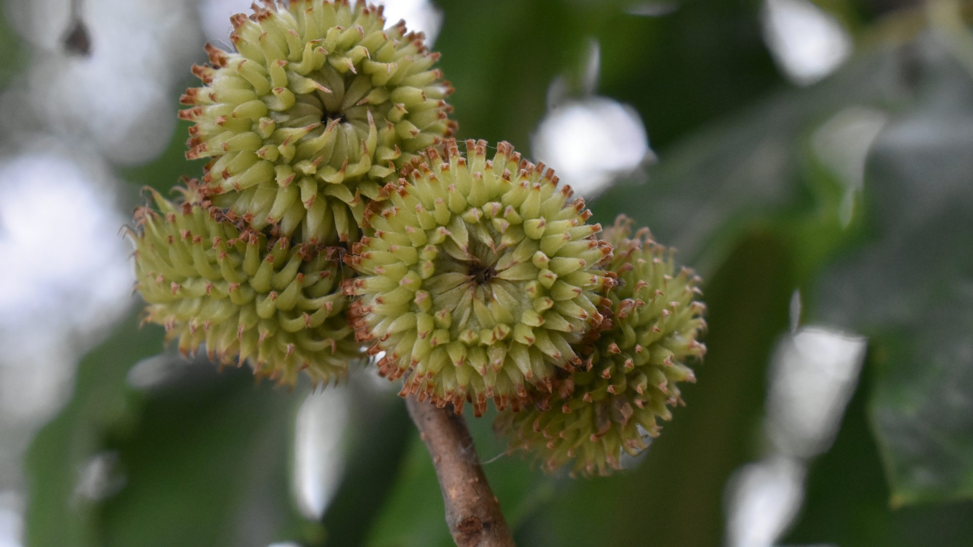 Quercus castaneifolia