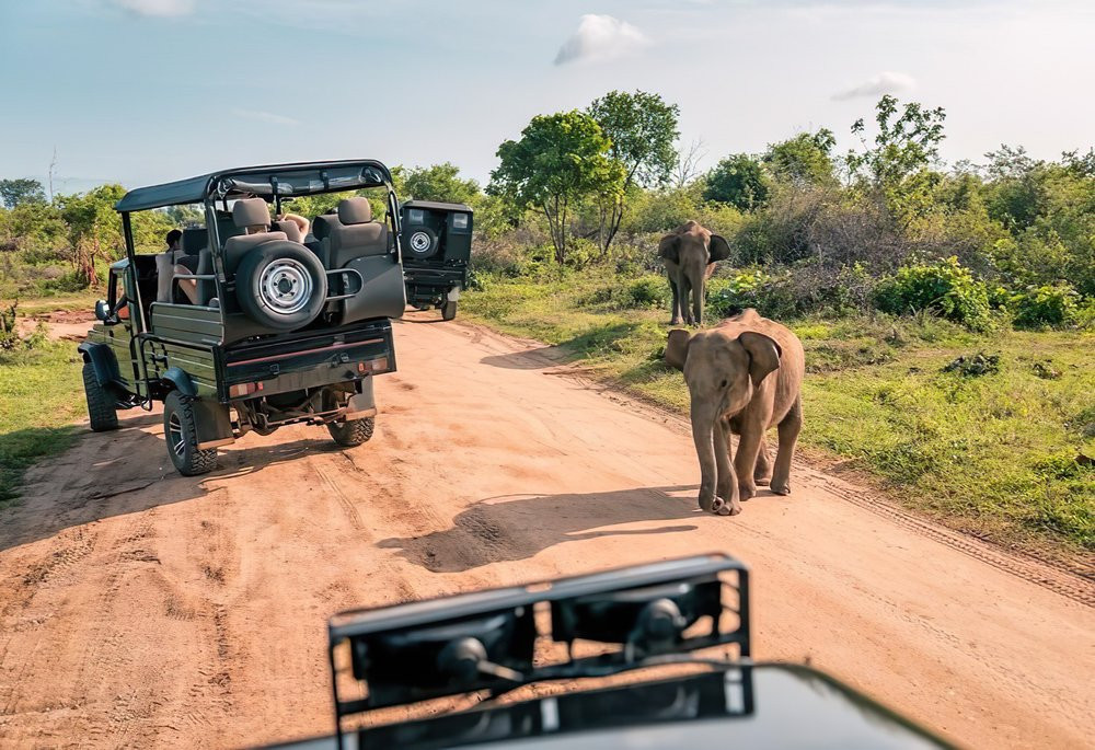 Offerte Safari e tour