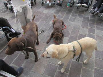 Casa di riposo, si ripete l’esperienza di pet therapy