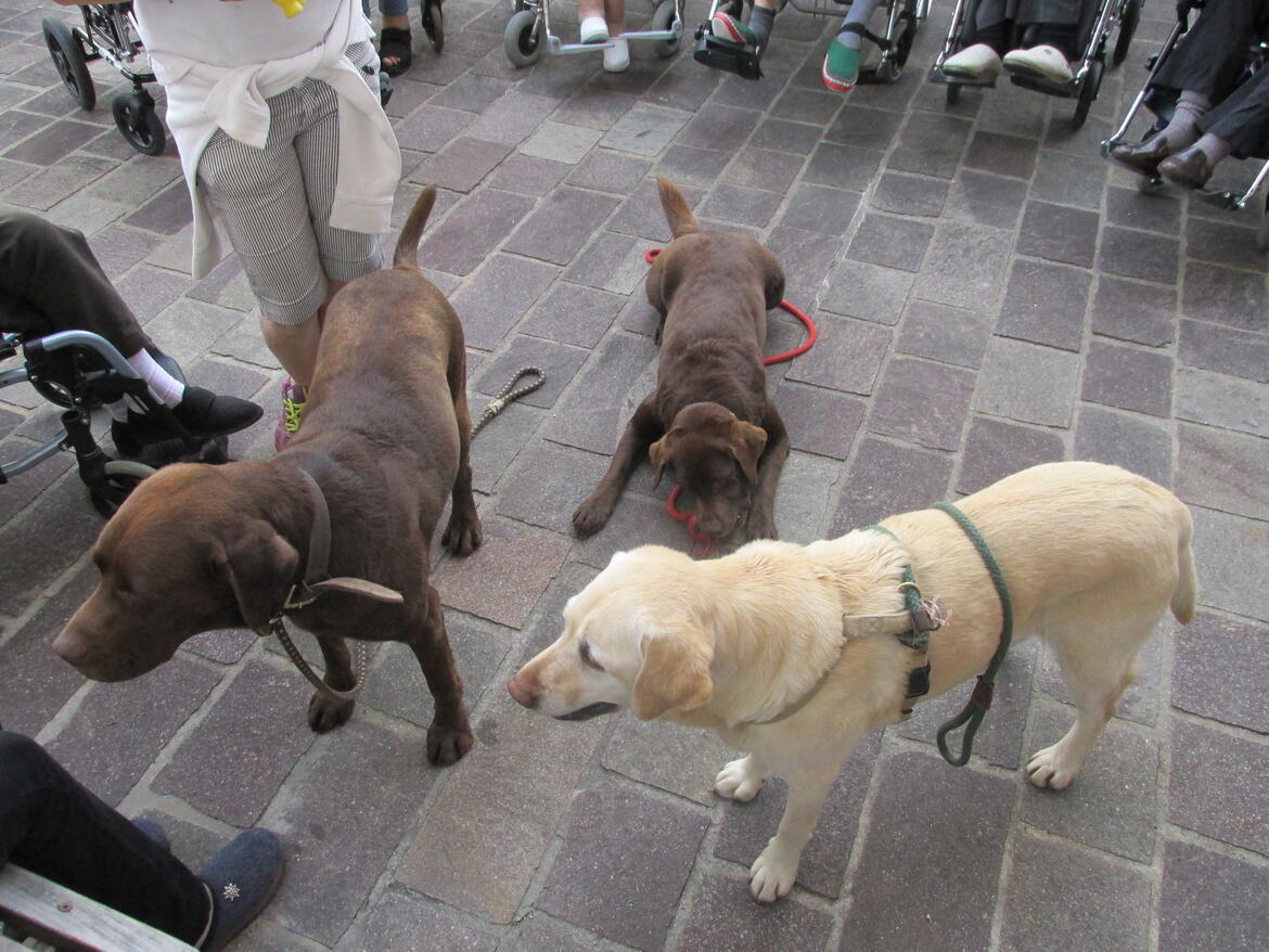 Immagine: Casa di riposo, si ripete l’esperienza di pet therapy