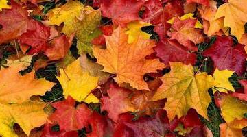 Immagine: PROGRAMMA ATTIVITA' NOVEMBRE