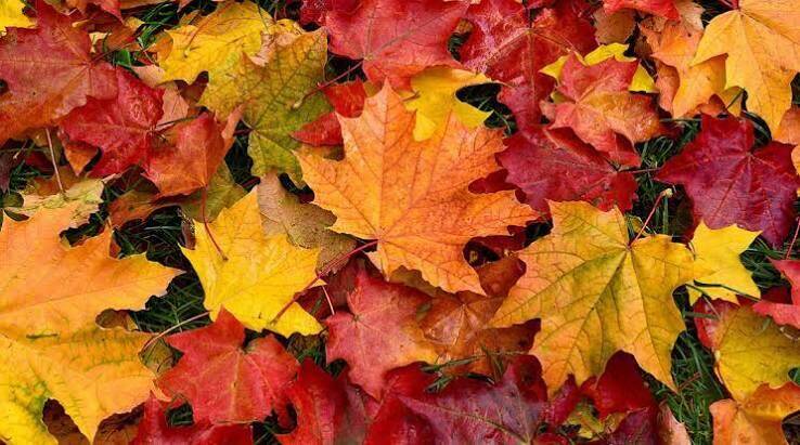 Immagine: PROGRAMMA ATTIVITA' NOVEMBRE