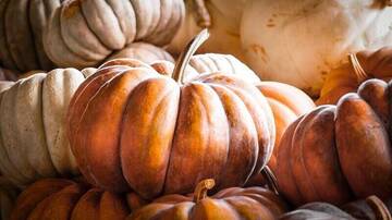 Immagine: Programma di animazione mese di Novembre 2025