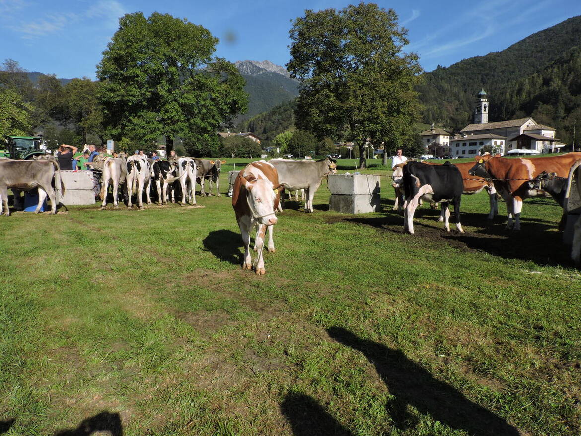 Immagine: Fiera di S. Michele