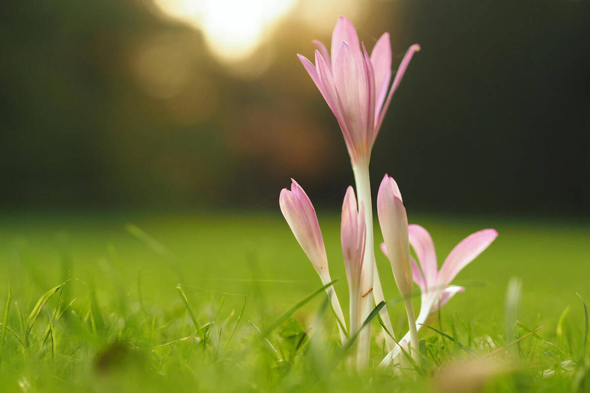 Immagine: COMUNICAZIONE AI FAMILIARI DEGLI OSPITI - agg.to del 6 aprile 2020