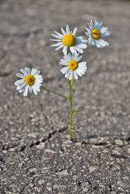 Immagine: RIAPERTURA VISITE PARENTI dal 1°DICEMBRE 2020