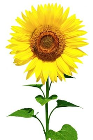 Immagine: girasole