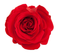 Immagine: rosa