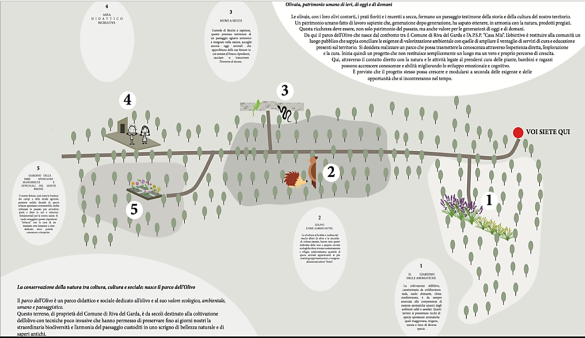 Immagine: Mappa olivo
