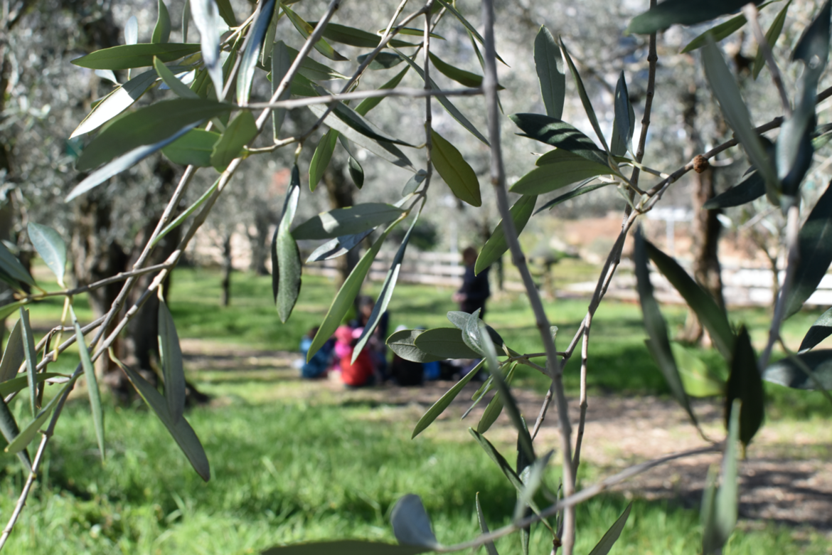 Immagine: Parco dell'Olivo