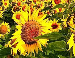 Immagine: Calendario attività giugno 2026 - CENTRO SERVIZI VIA PORTICI 19