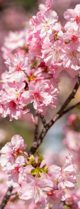 Immagine: Calendario attività Maggio 2026 - CENTRO SERVIZI VIA FEDRIGOTTI 7