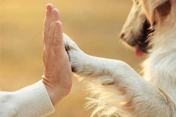 Pet-therapy