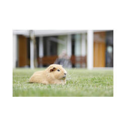 Immagine: Pet therapy