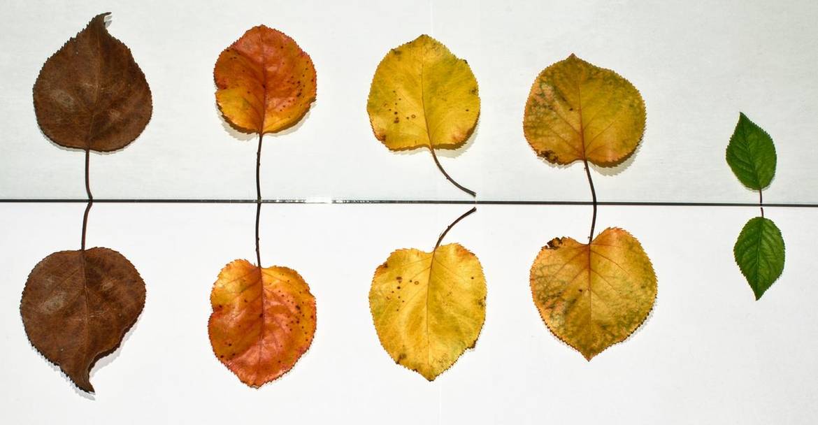 Immagine: Manuale qualità