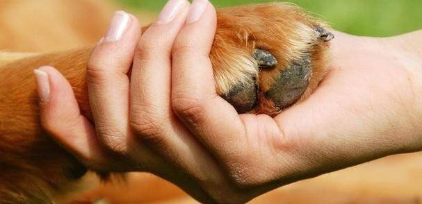 Immagine: Pet Therapy