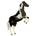 Poni Chilote Negro