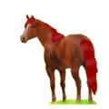 Caballo de montar Mustang Isabelo