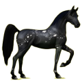 Caballo de montar Árabe Gris tordo