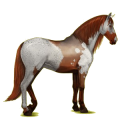 Caballo de montar Pura raza española Bayo