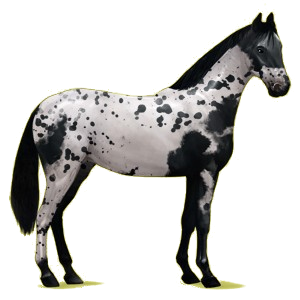 Caballo de montar Hanoveriano Bayo