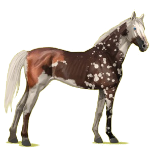 Caballo de montar Pura sangre Alazán
