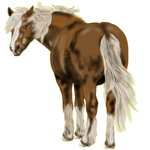 Poni Losino Negro