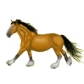 Caballo de montar Peruano de paso Gris tordo