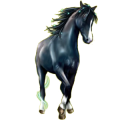 Caballo de montar Trotón francés Bayo tostado