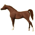 Caballo de montar Árabe Alazán tostado crines lava
