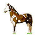 Caballo de montar Trotón francés Bayo tostado
