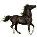 Caballo de montar Mustang Bayo