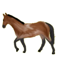 Caballo de montar Hunter Irlandés Negro