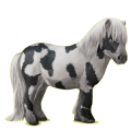 Poni Gris tordo