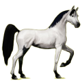 Caballo de montar Árabe Gris tordo