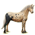 Poni Quarter Poni Pío Tobiano Palomino