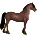 Caballo de montar Trotón francés Bayo cereza
