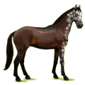 Caballo de montar Azteca Bayo cereza