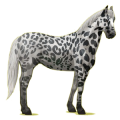 Pegaso de montar Leopardo Negro