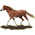 Poni Fjord Brunblakk